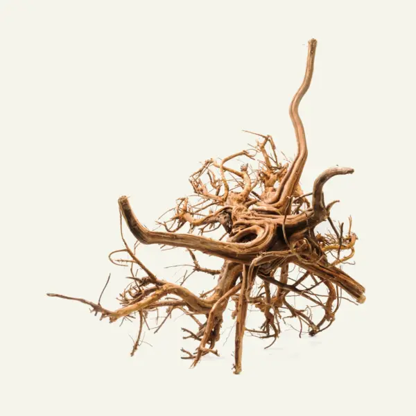 Spidervines